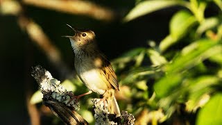 Grasshopper warbler singing [upl. by Gnaig59]