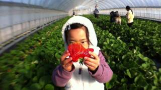 012 いちご狩り 東庄町 磯山観光いちご園  Strawberry Hunt [upl. by Thay]