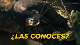 19 TIPOS de SERPIENTES del MUNDO 🐍 Serpientes Venenosas no venenosas y exóticas [upl. by Onin]