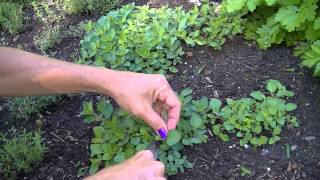 Harvesting Greek Oregano [upl. by Aneerol574]