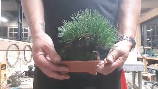 Japanese Black Pine Bonsai  A Miniature Masterpiece [upl. by Lisetta]