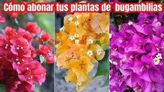 Abono organico para hacer florecer tus bugambilias en macetas [upl. by Navis504]