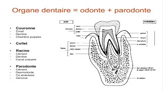 Anatomie dentaire [upl. by Laehcimaj]