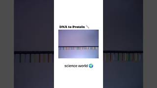 DNA to Protein medicallecture anatomy healthcareeducation anesthesia dna rna protein [upl. by Eerual104]