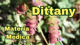 Dittany Materia Medica [upl. by Lodovico]