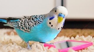 Budgie singing to mirror  Parakeet Sounds [upl. by Harlen]