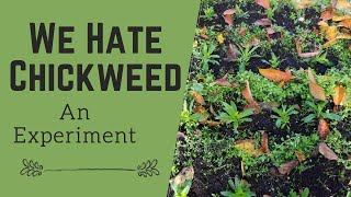 We Hate Chickweed An Experiment [upl. by Viking385]