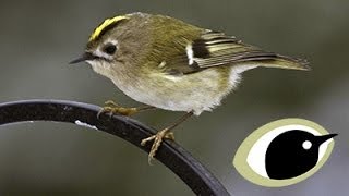 BTO Bird ID  Goldcrest amp Firecrest [upl. by Ut]