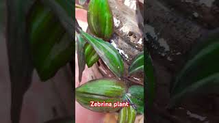 Zebrina plant 🪴 garden gardening youtubeshorts viralvideo [upl. by Philo870]