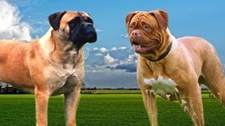 Bullmastiff vs Dogue de Bordeaux Highlights [upl. by Llehsyt]