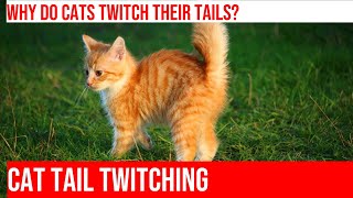 Why Does My Cats Tail Twitch Exploring Cat Behavior [upl. by Vanzant]