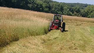 Cutting hay with the international 886 [upl. by Nerissa]