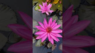 Beautiful water lily in pond waterlily nature [upl. by Nyltac]