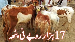 Cattle farming in pakistan [upl. by Tini]