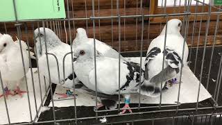 Damascene for sale at Central Jersey Variety Pigeon Club Show [upl. by Idalina]