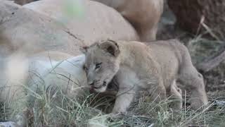 Kalahari black maned lions thriving on the reserve [upl. by Mundford]