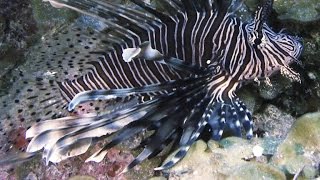 Lionfish Are a Plague Can Training Sharks to Eat Them Work [upl. by Serrano]