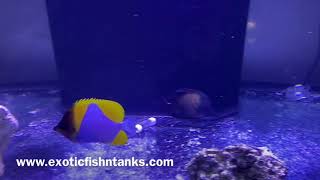 “POPULAR REEF SAFE” Pyramid Butterflyfish [upl. by Ranilopa381]