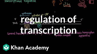 Regulation of transcription  Biomolecules  MCAT  Khan Academy [upl. by Akapol]