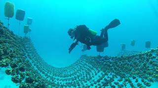 Rope Nursery construction  Pocillopora verrucosa nursery [upl. by Sena327]