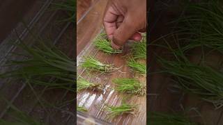 Prepping aquatic plants for planting [upl. by Eilis]