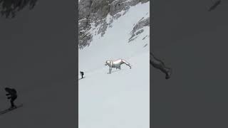 Polar Bear Attacking Skier  Real Life Animal Sighting S1 shorts [upl. by Adabel]