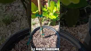 Unique Kumquat Variety gardening gardenshorts garden georgia [upl. by Aleel772]