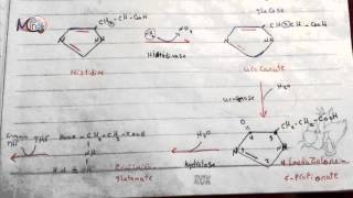 10 Histidine Aragnine Glutamic acid and Ornithine [upl. by Cirdor]