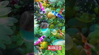 OST Ikan Dalam Kolam videoshorts youtubeshorts videoshorts videoshort shortvideo [upl. by Centeno]