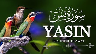 Surah Yaseen Yasin سورة يس  Full by Sheikh Abdur Rehman Al Ossilike  Beautiful Voice  27 [upl. by Halland]