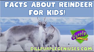 Winter Videos for kids ReindeerJingle All the Way with Reindeer Facts for Kids Fun amp Educational [upl. by Airotkciv]