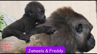 Baby Gorilla  Jameela 24 gorillas [upl. by Niamor]