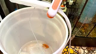 Experience How I Drip Acclimate New Fish For My Reef Tank [upl. by Lainad431]