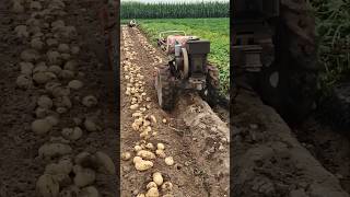 Potato harvesting Machine  us farming secrets  Harvesting Tools shorts agriculture [upl. by Dyrrej]