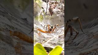 FUNNEL Spider  CAPTURING PREY IN SLOW MOTION [upl. by Emelun]