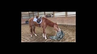 Video 1 for Horsemans Mission [upl. by Rustice854]