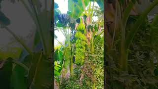 My garden banana 🍌🍌🍌 [upl. by Akalam]