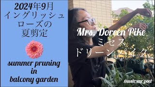 【2024年9月 イングリッシュローズの夏剪定「ミセス ドリーン パイク」】summer pruning in balcony garden「mrsdoreen pike」 [upl. by Noisla342]