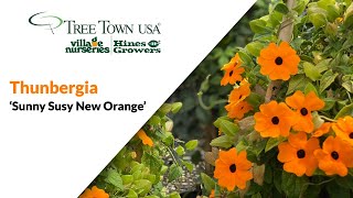 PLANT SPOTLIGHT  Thunbergia Sunny Susy New Orange [upl. by Karine]