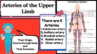 Arteries of the Upper Limb Explained Easy  Anatomy of Upper Limb by Novice Medic [upl. by Adamok]