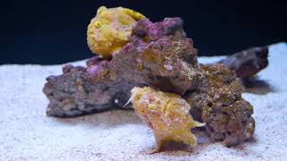 A Fish that Fishes Frogfish Feeding [upl. by Initsed603]