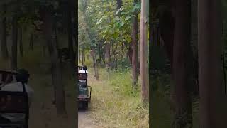 gaurBos gaurusone of several species of wild cattle family Bovidaejangalsafari melghat turisum [upl. by Pytlik]