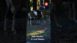 🐏 Male European Mouflon Crying During Mating Season 🍂  Wildlife 🌲 shorts mouflon loveseason [upl. by Anom]