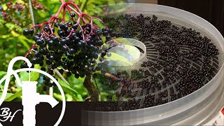 ELDERBERRY Harvesting Processing and Dehydrating [upl. by Mintz]