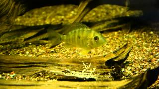 Brutpflege Gymnogeophagus balzanii [upl. by Enyluqcaj]