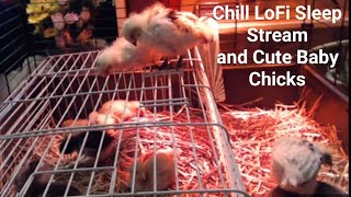 LoFi Baby Chick Sleep Stream [upl. by Shiau]