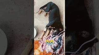 Dog treatment for kidney problem petclinic dogtreatment dogrescue love sad bgm dogvideos [upl. by Okihsoy]