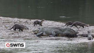 Brave otters dodge crocodile’s jaws and chew on its tail  SWNS [upl. by Ecyar]