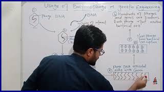 GCSE Biology  Genetic Engineering 82 [upl. by Carilyn]