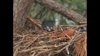 San Lameer Crowned Eagle Nest [upl. by Eelyme34]